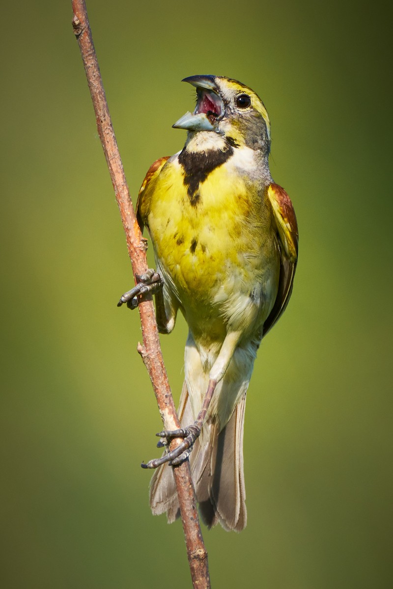 Dickcissel - ML622474178