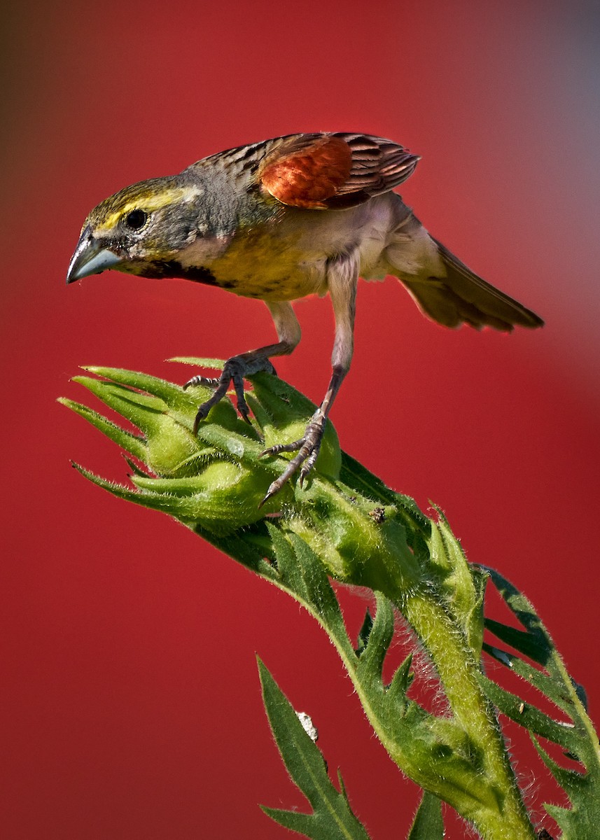 Dickcissel - ML622474179