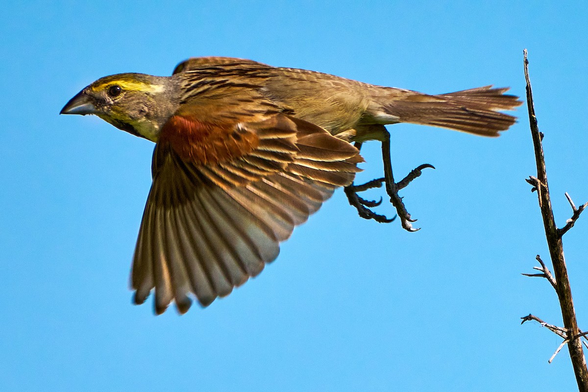 Dickcissel - ML622474180