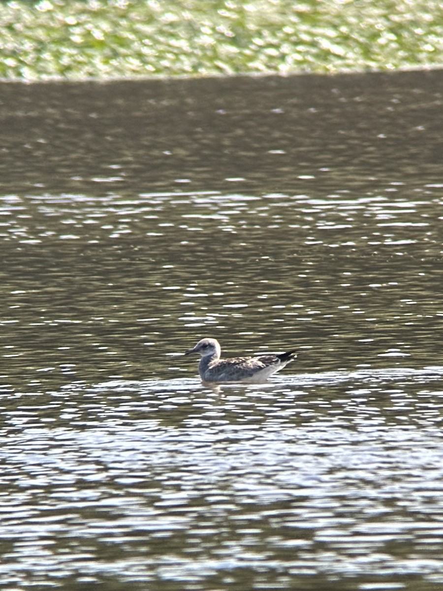 Laughing Gull - Cheyenne Lee