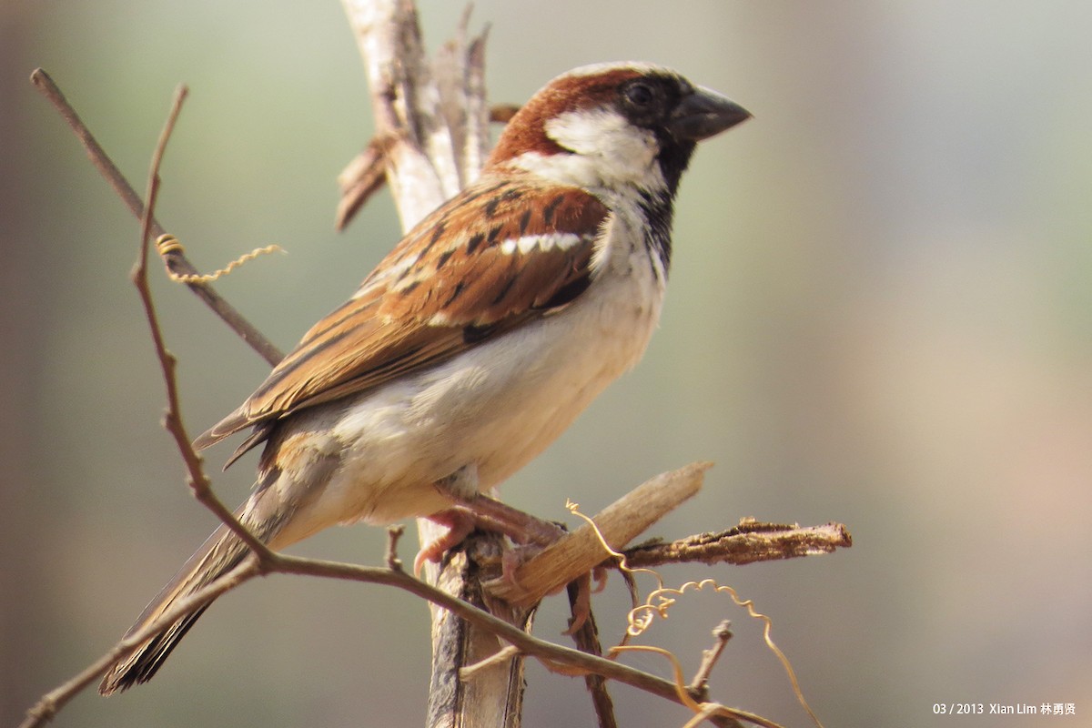 House Sparrow - ML622474202