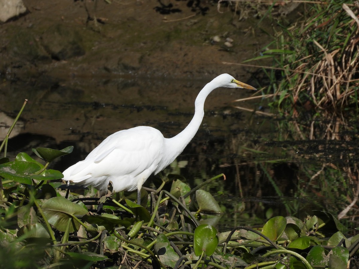 Great Egret - ML622474237