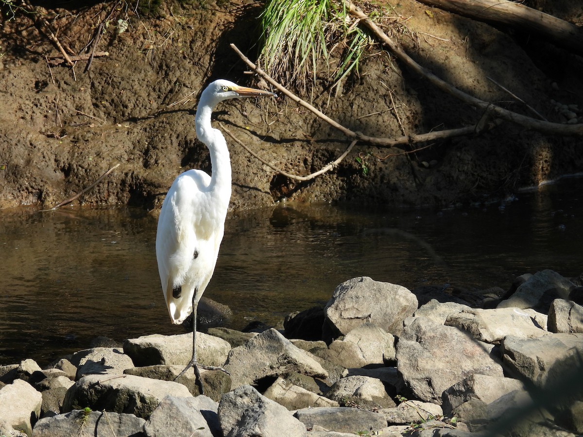 Great Egret - ML622474239