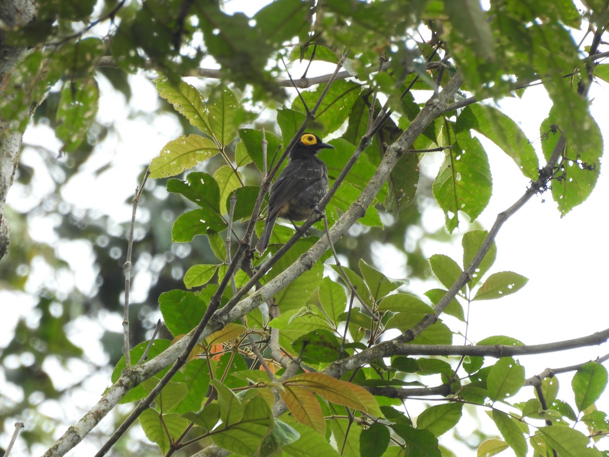 Arfak Honeyeater - ML622474299