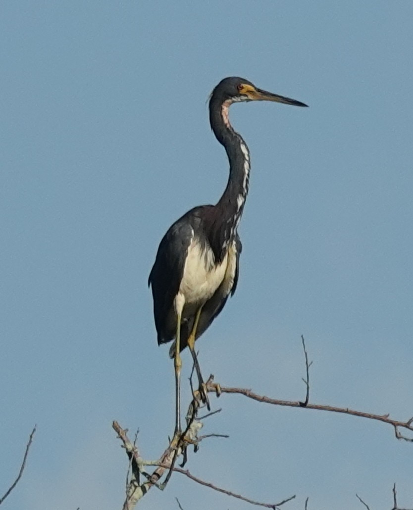 Tricolored Heron - Lilian Saul