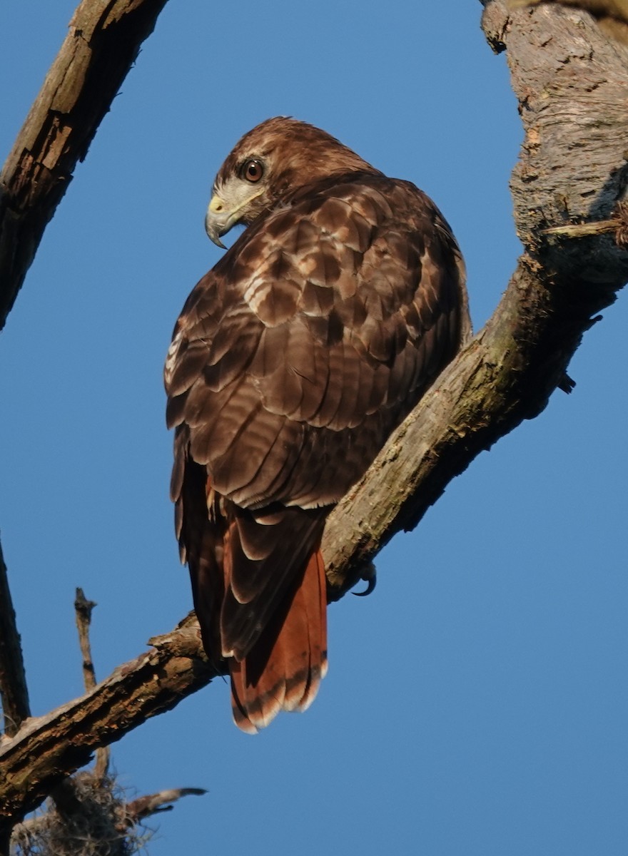 Red-tailed Hawk - ML622474378