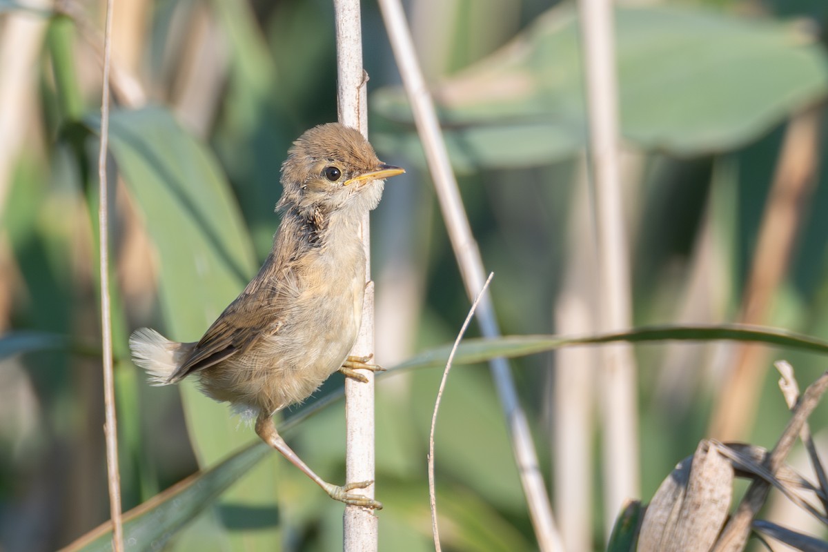 Acrocephalus sp. - ML622474442