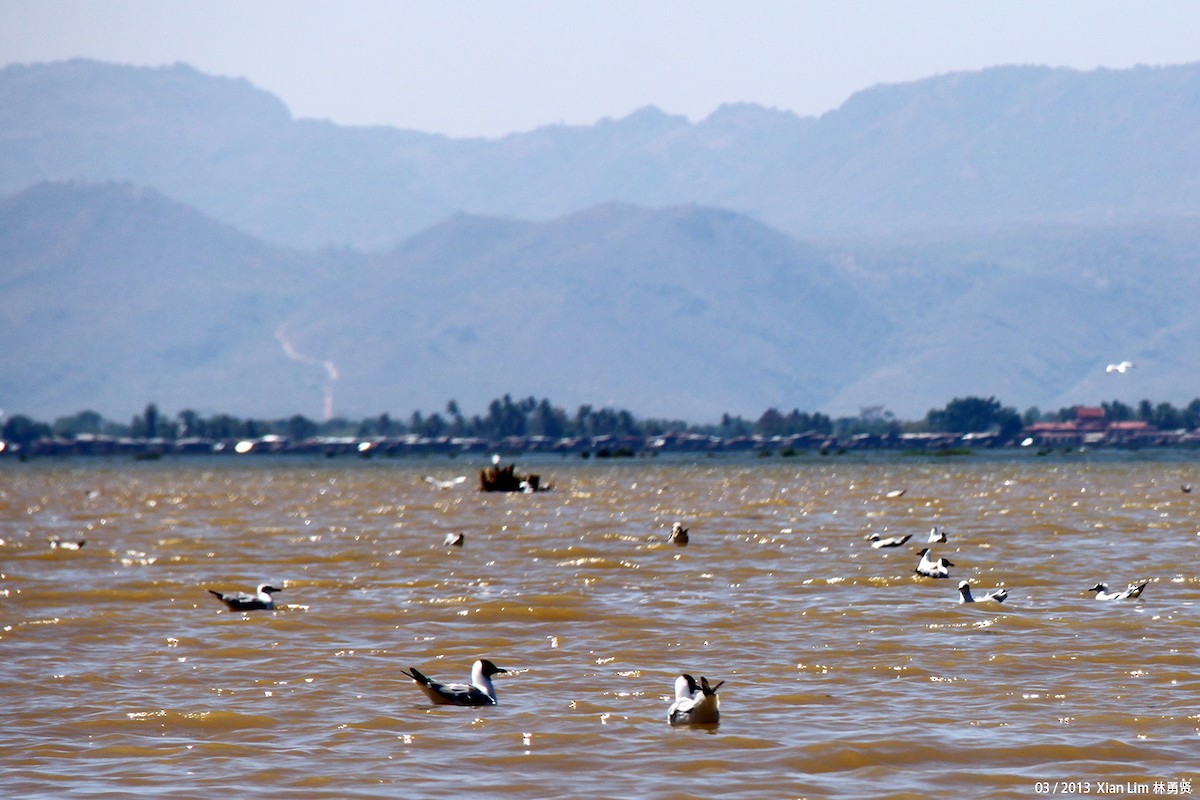 Brown-headed Gull - ML622474460