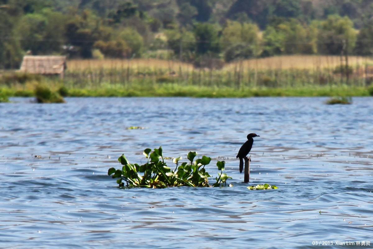 Little Cormorant - ML622474465