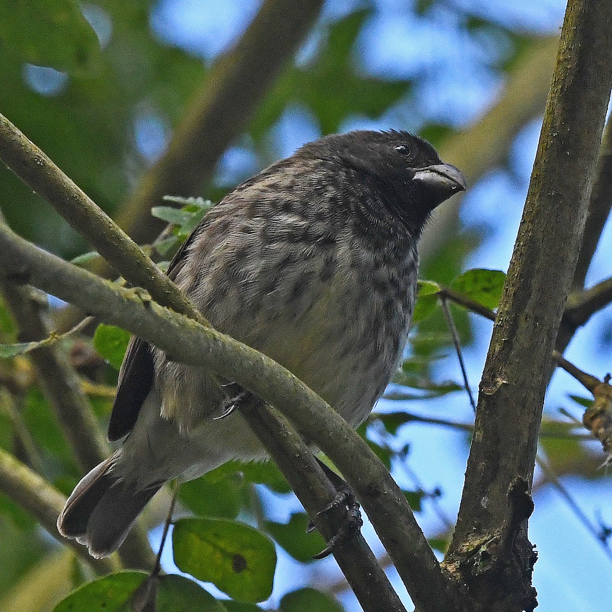 Vegetarian Finch - ML622474476