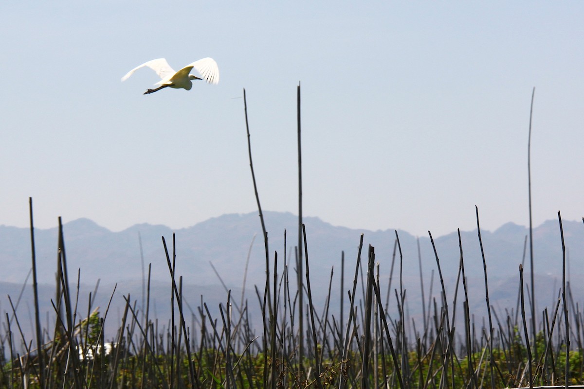 Little Egret - ML622474483