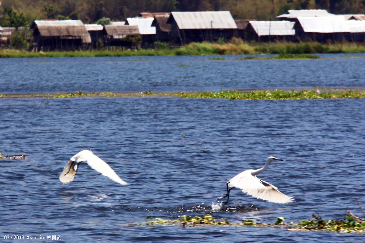 Little Egret - ML622474484