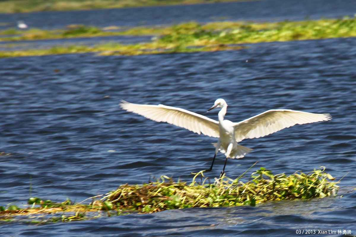 Little Egret - ML622474485