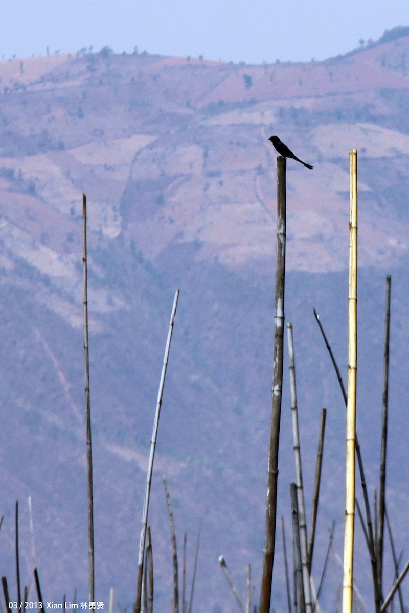 Black Drongo - ML622474488