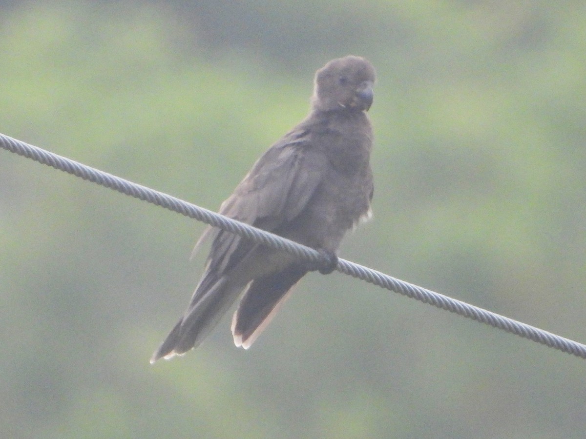 Seychelles Parrot - ML622474520