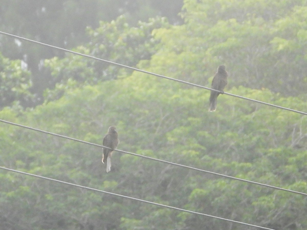 Seychelles Parrot - ML622474527