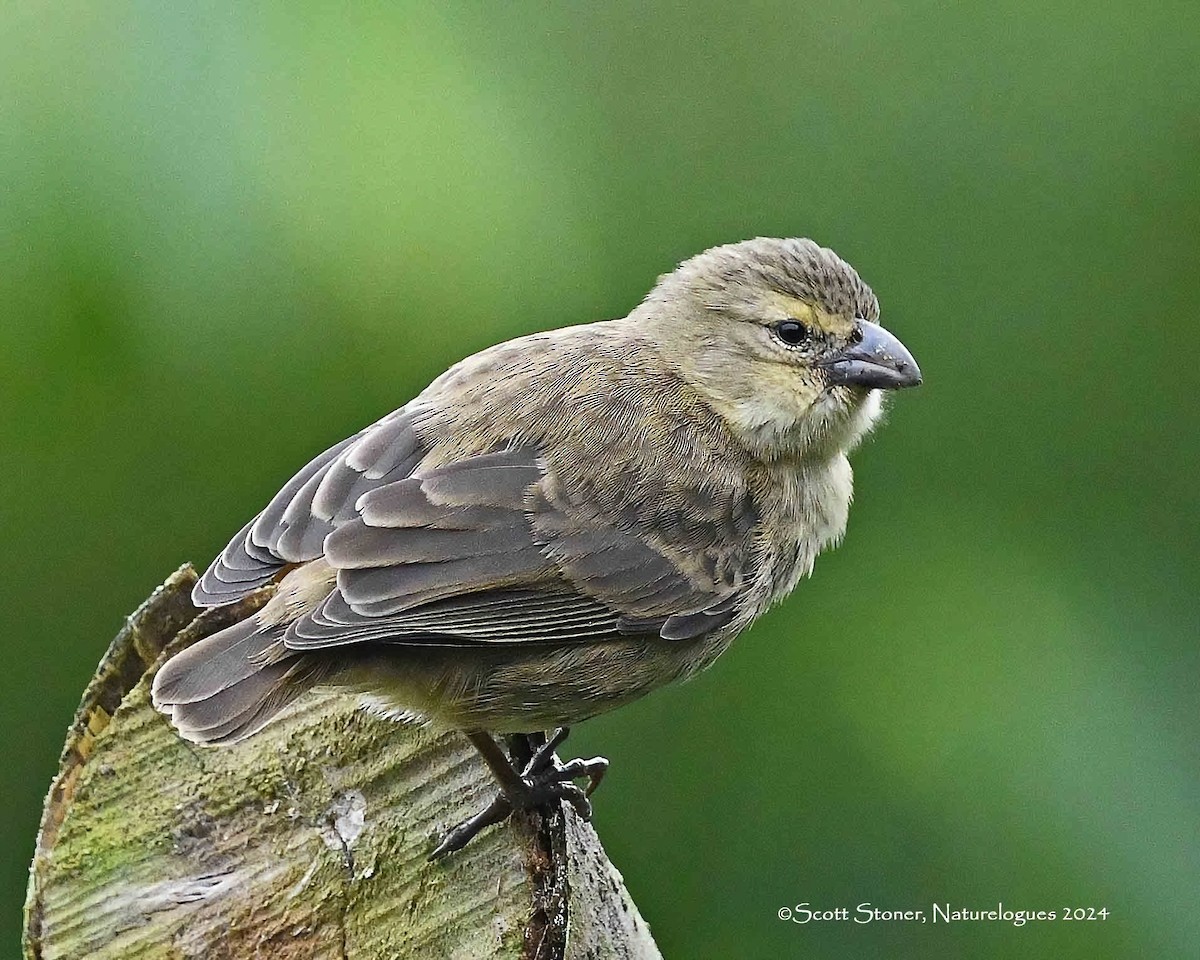 Géospize pique-bois (striatipecta) - ML622474535