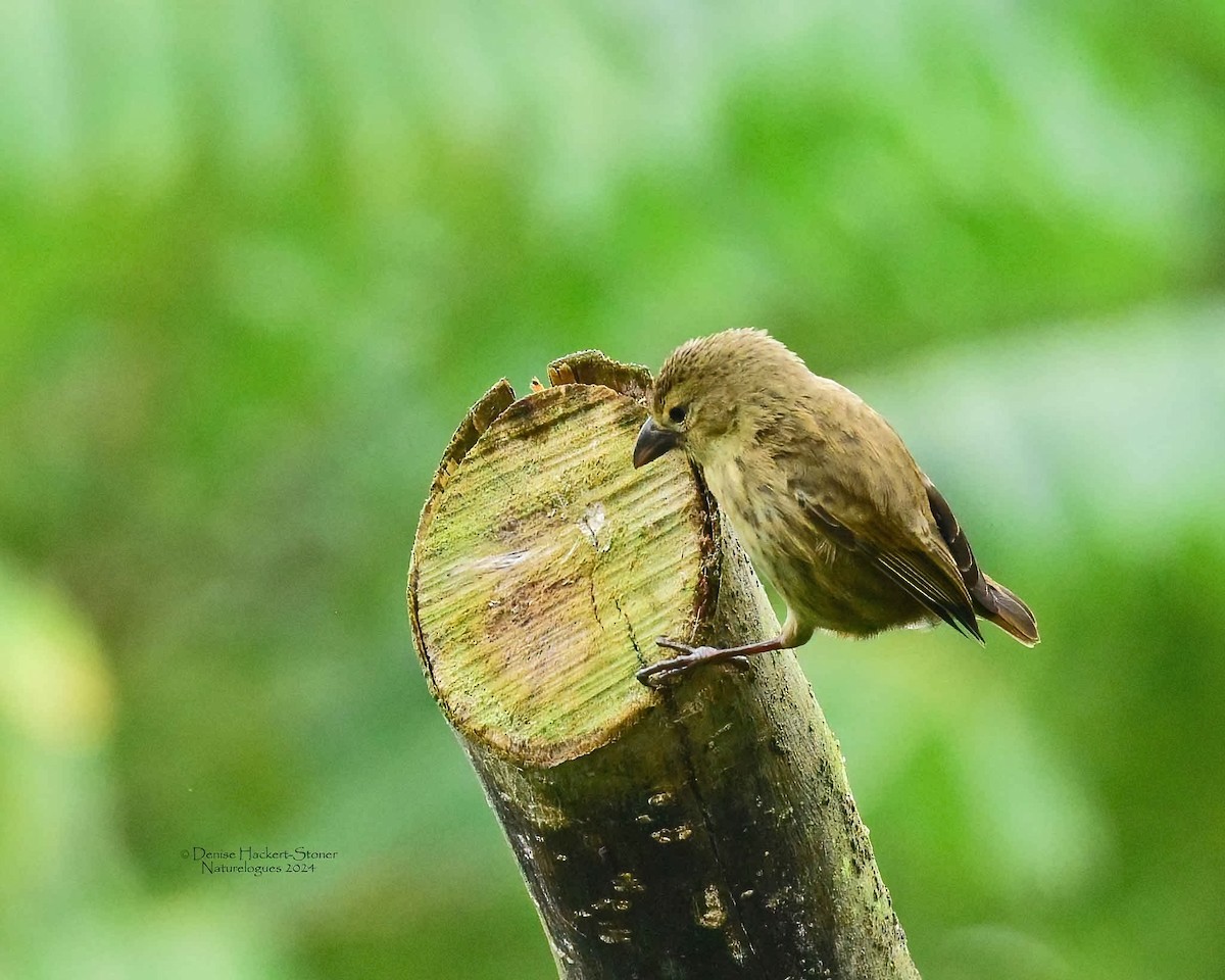 Géospize pique-bois (striatipecta) - ML622474549