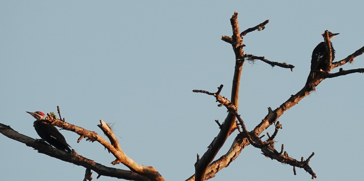 Pileated Woodpecker - ML622474552