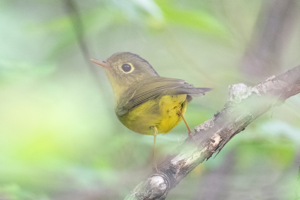 Bianchi's Warbler - ML622474582