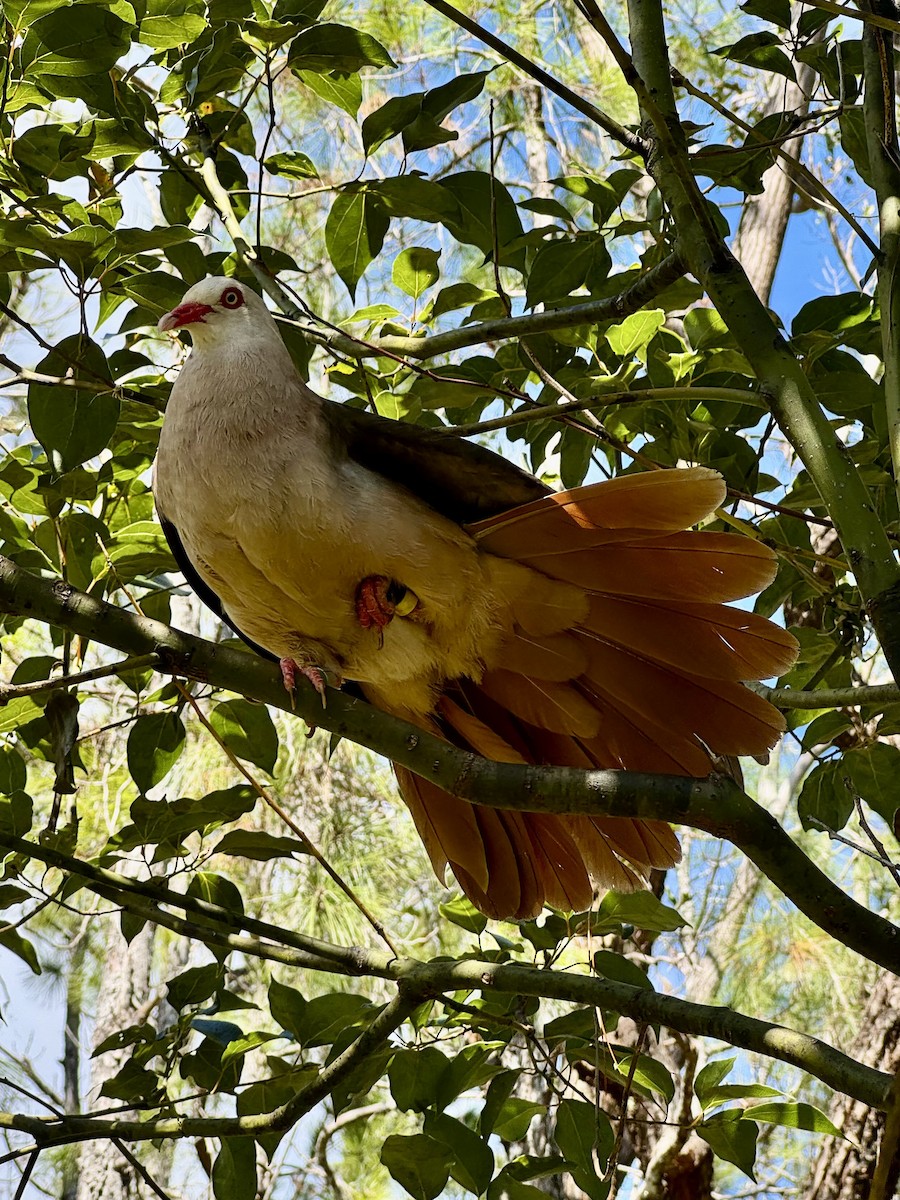 Pink Pigeon - ML622474590