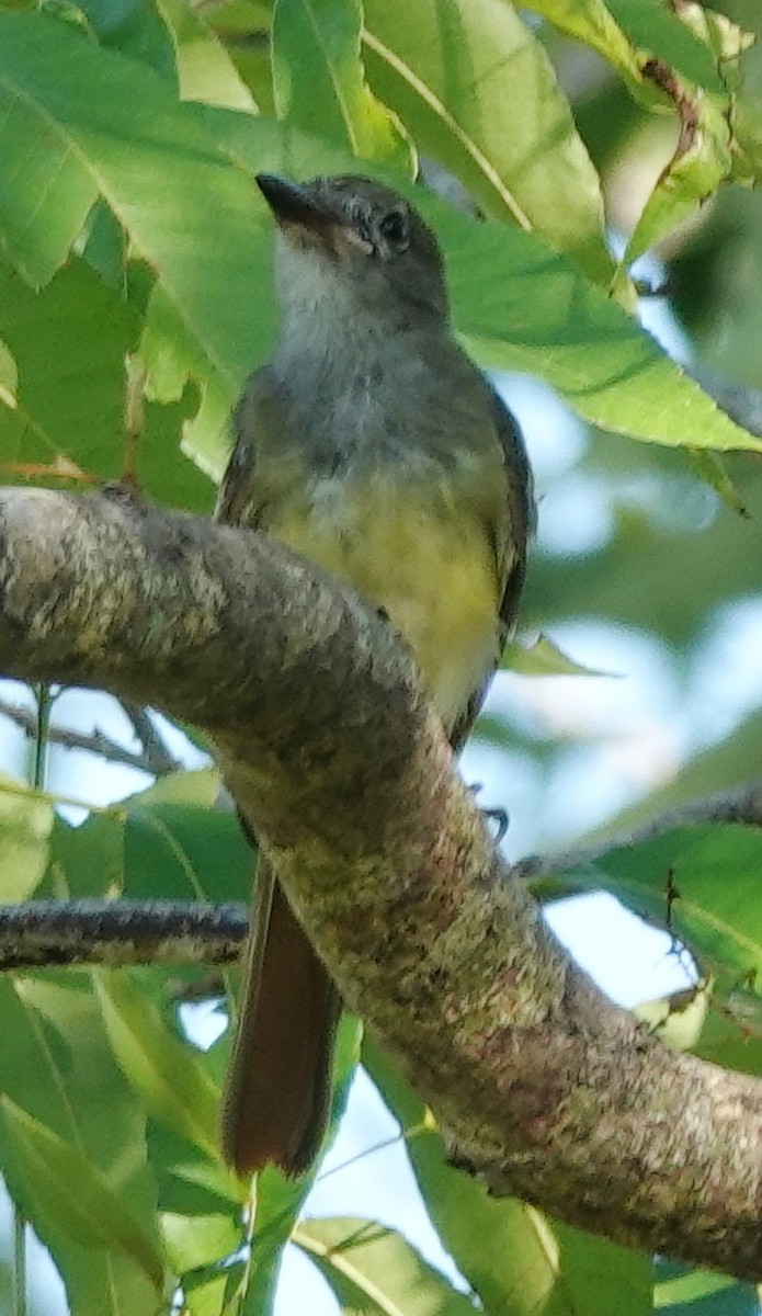 Great Crested Flycatcher - ML622474600