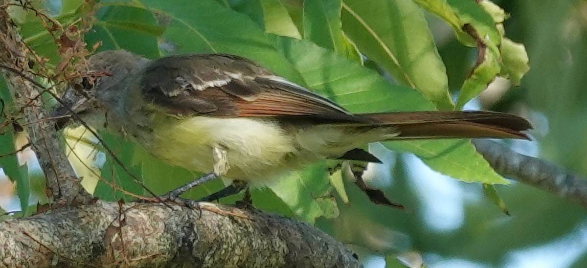 Great Crested Flycatcher - ML622474601