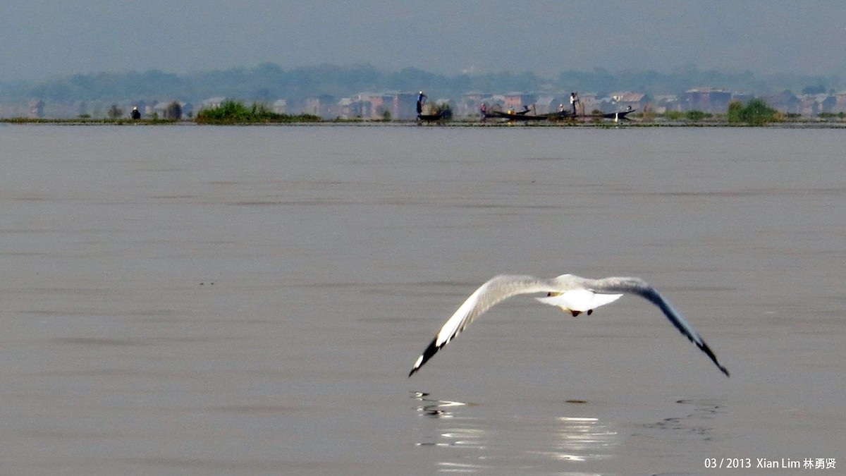 Brown-headed Gull - ML622474609