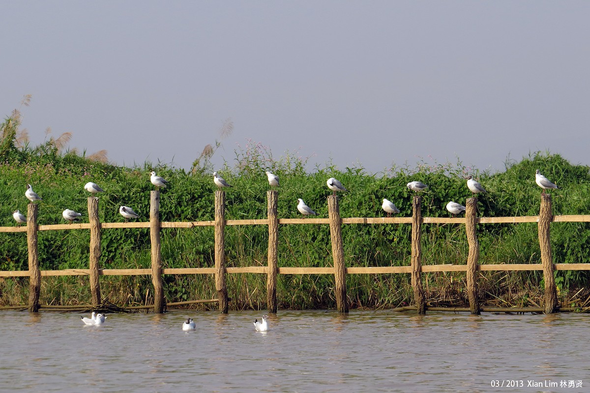 Brown-headed Gull - ML622474612