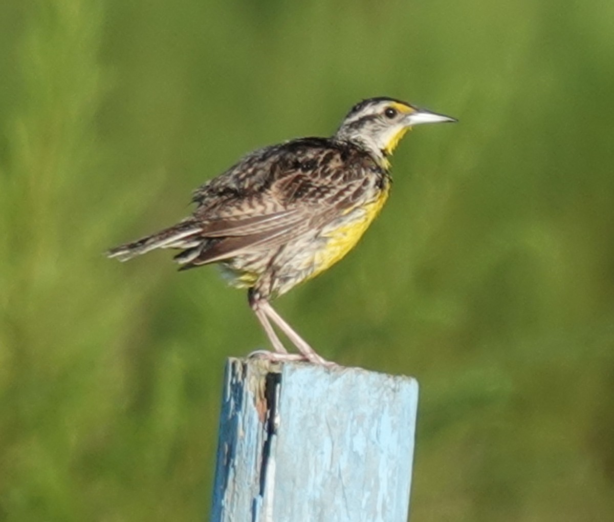 Eastern Meadowlark - ML622474623