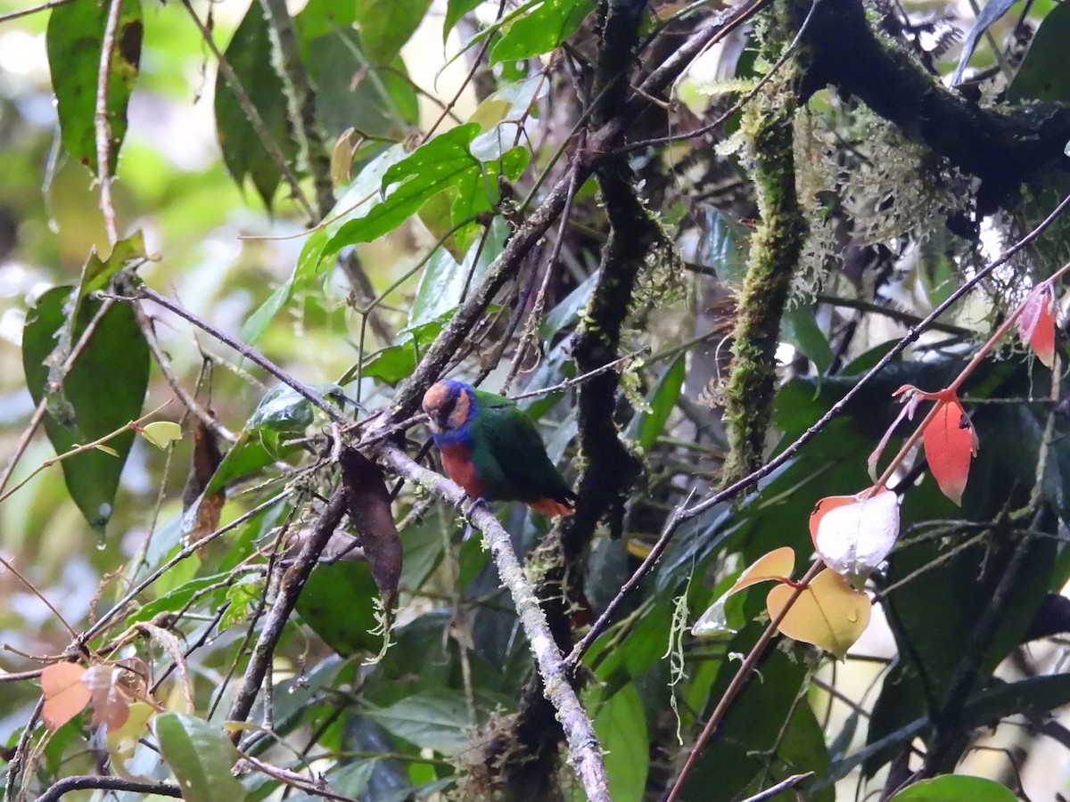 Red-breasted Pygmy-Parrot - ML622474644