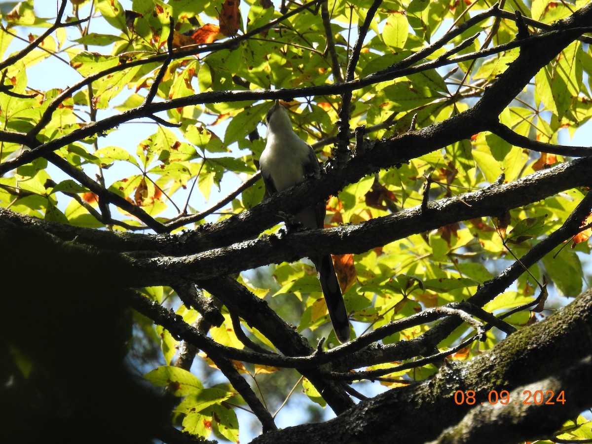 Yellow-billed Cuckoo - ML622474650