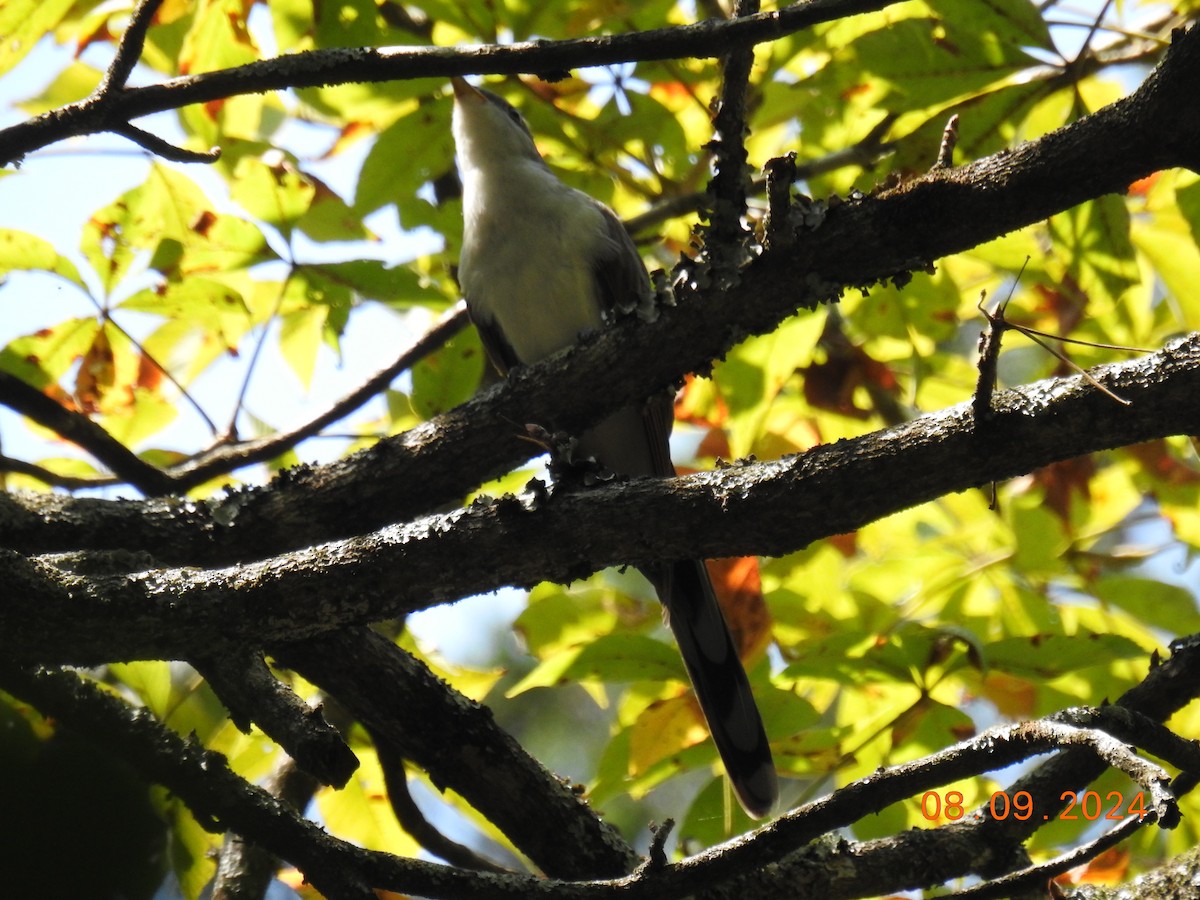 Yellow-billed Cuckoo - ML622474651