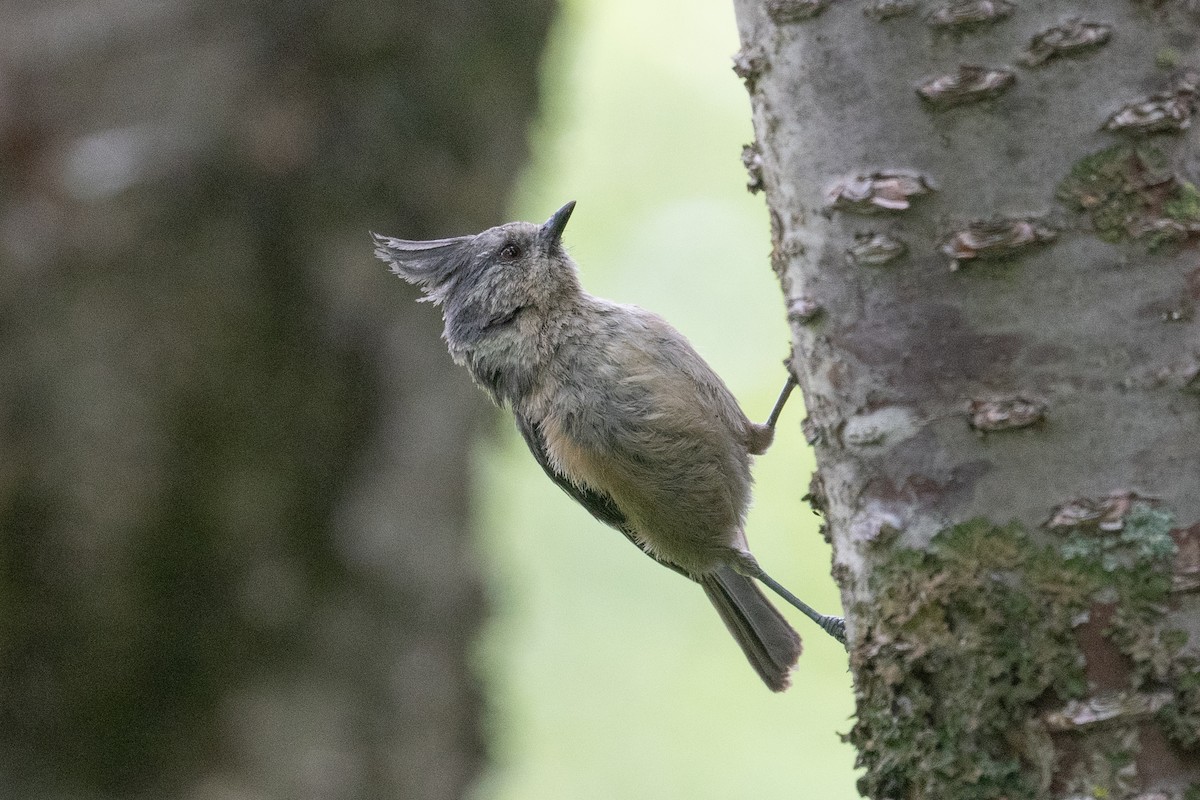 Gray-crested Tit - ML622474668