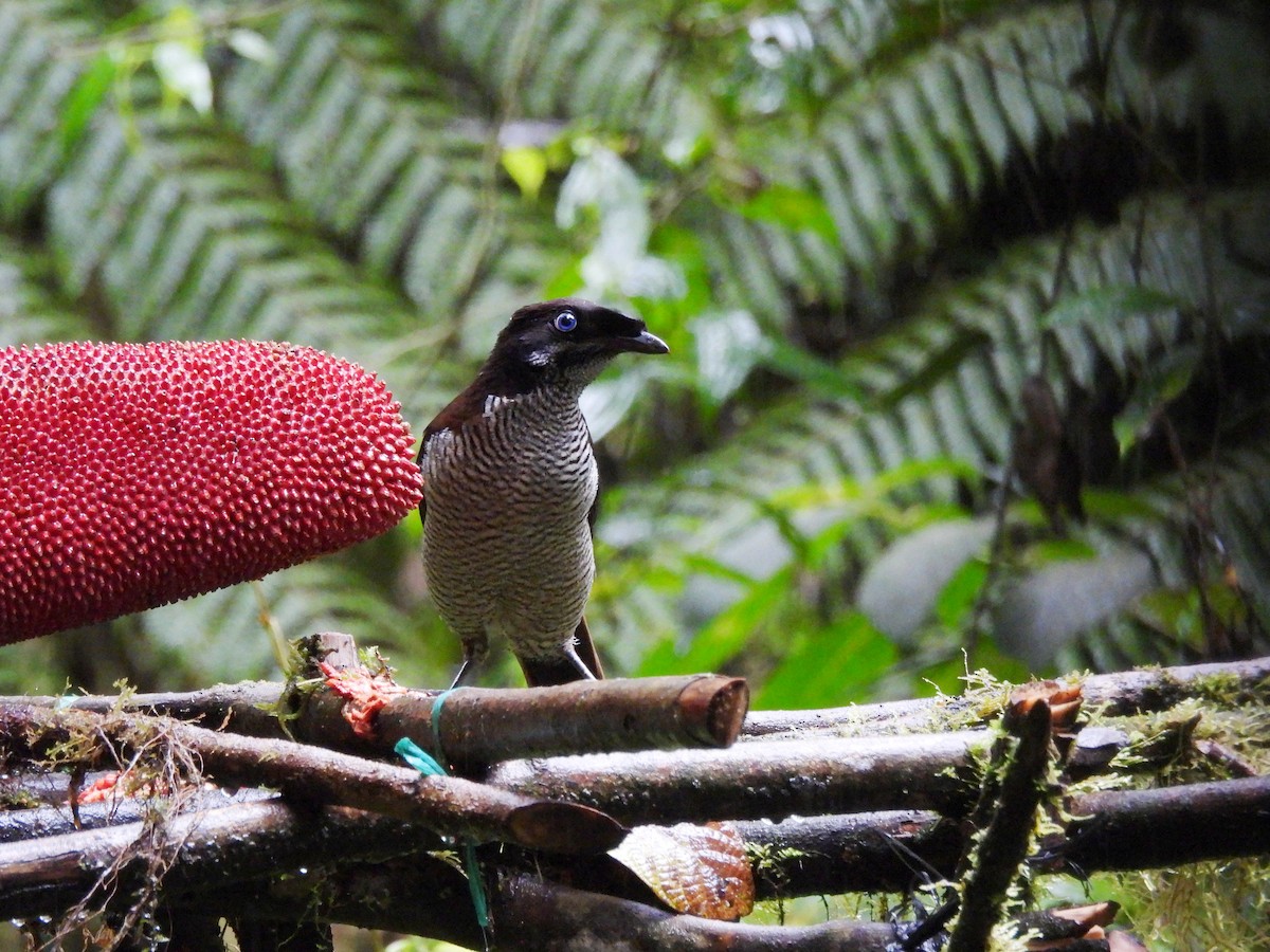 Strahlenparadiesvogel - ML622474701