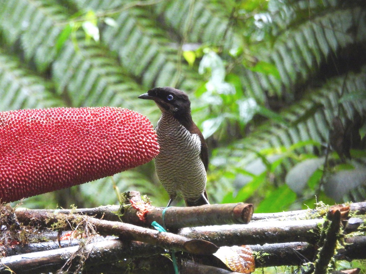 Western Parotia - ML622474706