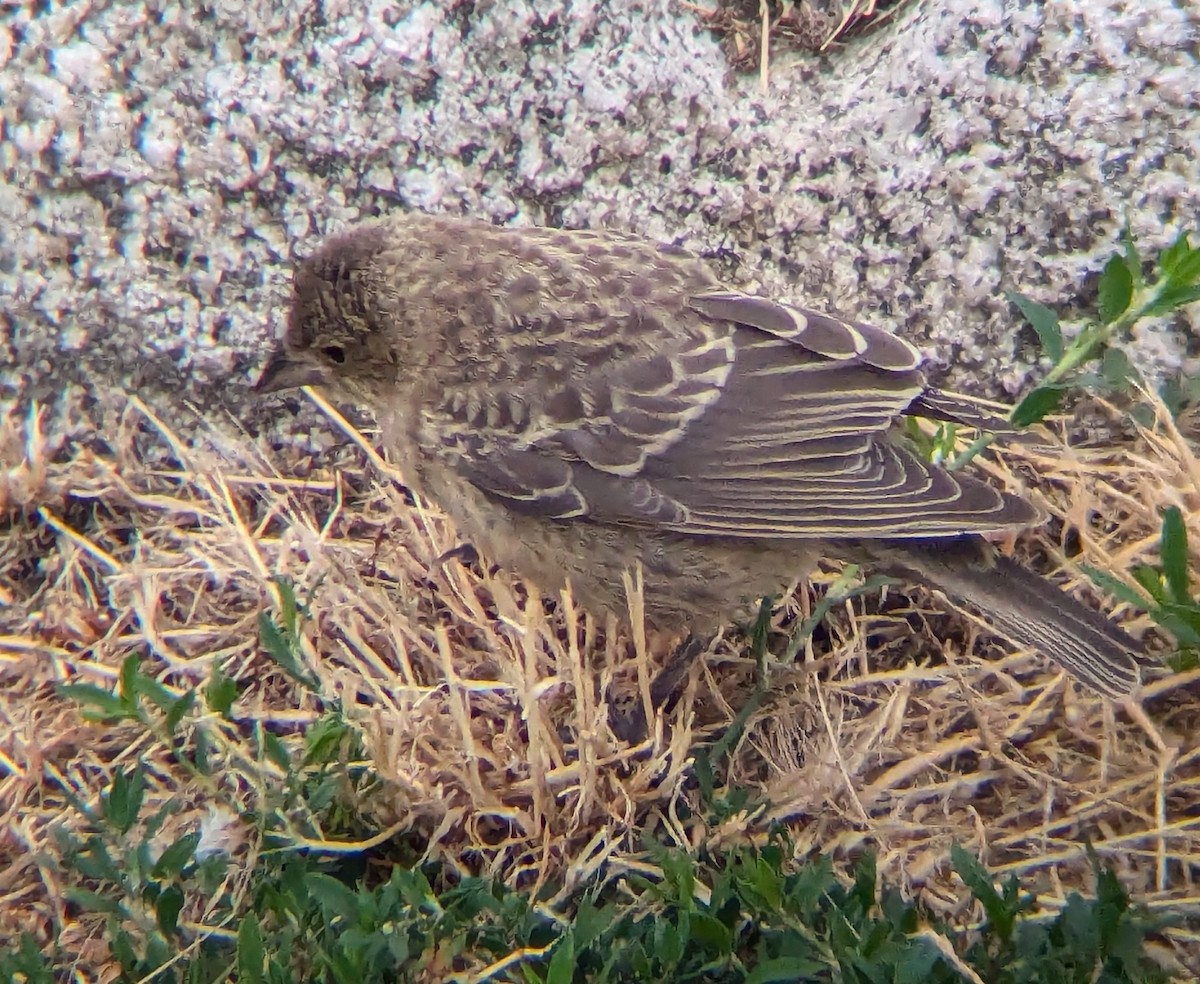 Brown-headed Cowbird - ML622474709