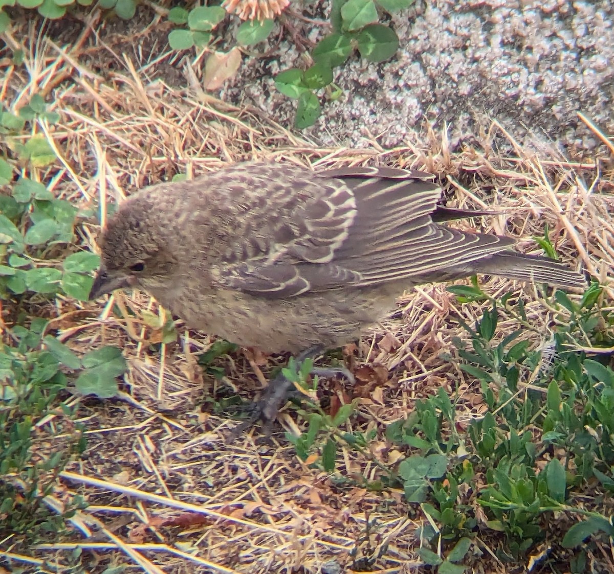 Brown-headed Cowbird - ML622474710