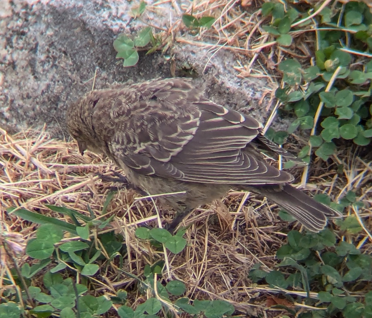 Brown-headed Cowbird - ML622474711