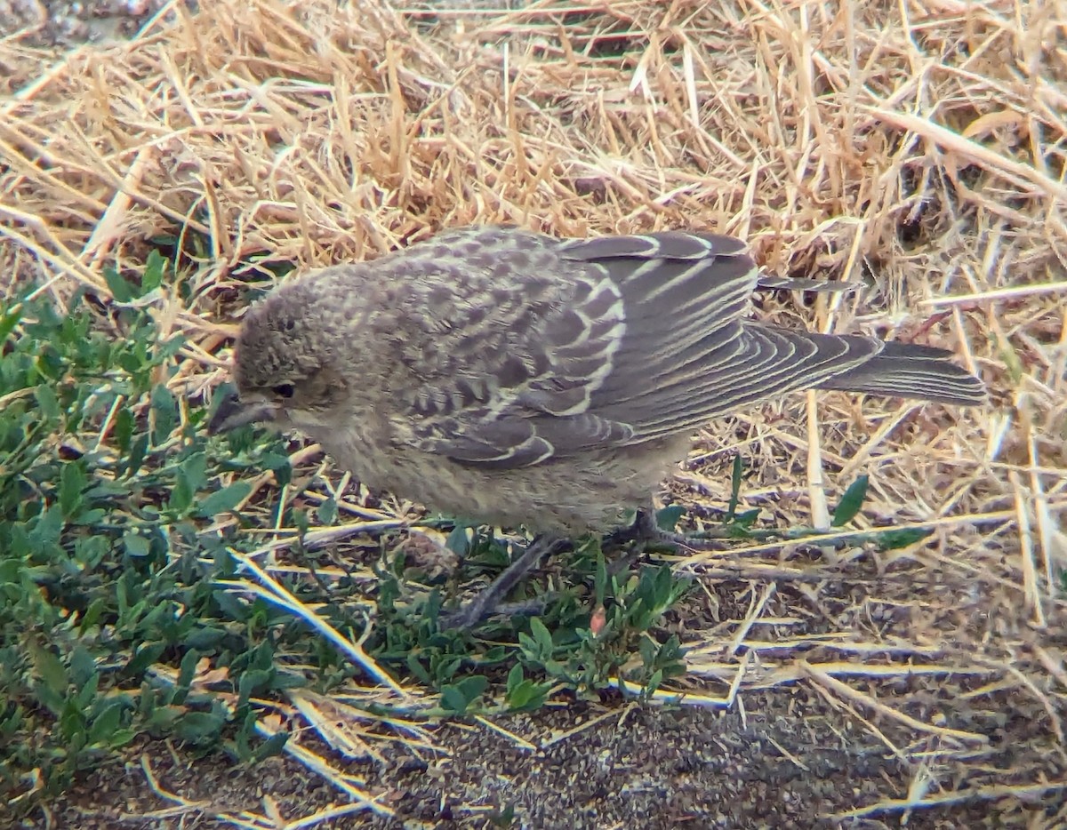 Brown-headed Cowbird - ML622474712
