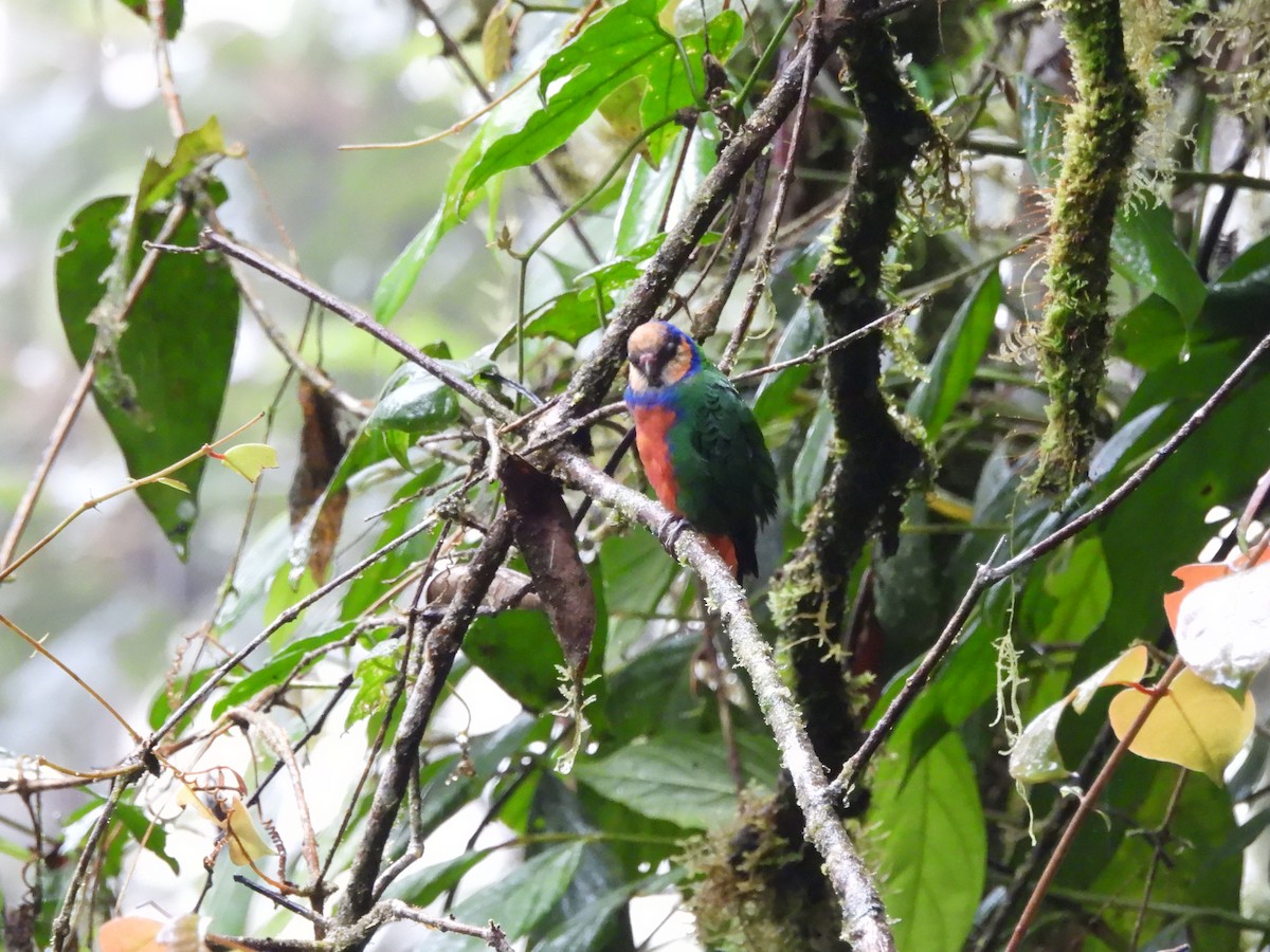 Red-breasted Pygmy-Parrot - ML622474724