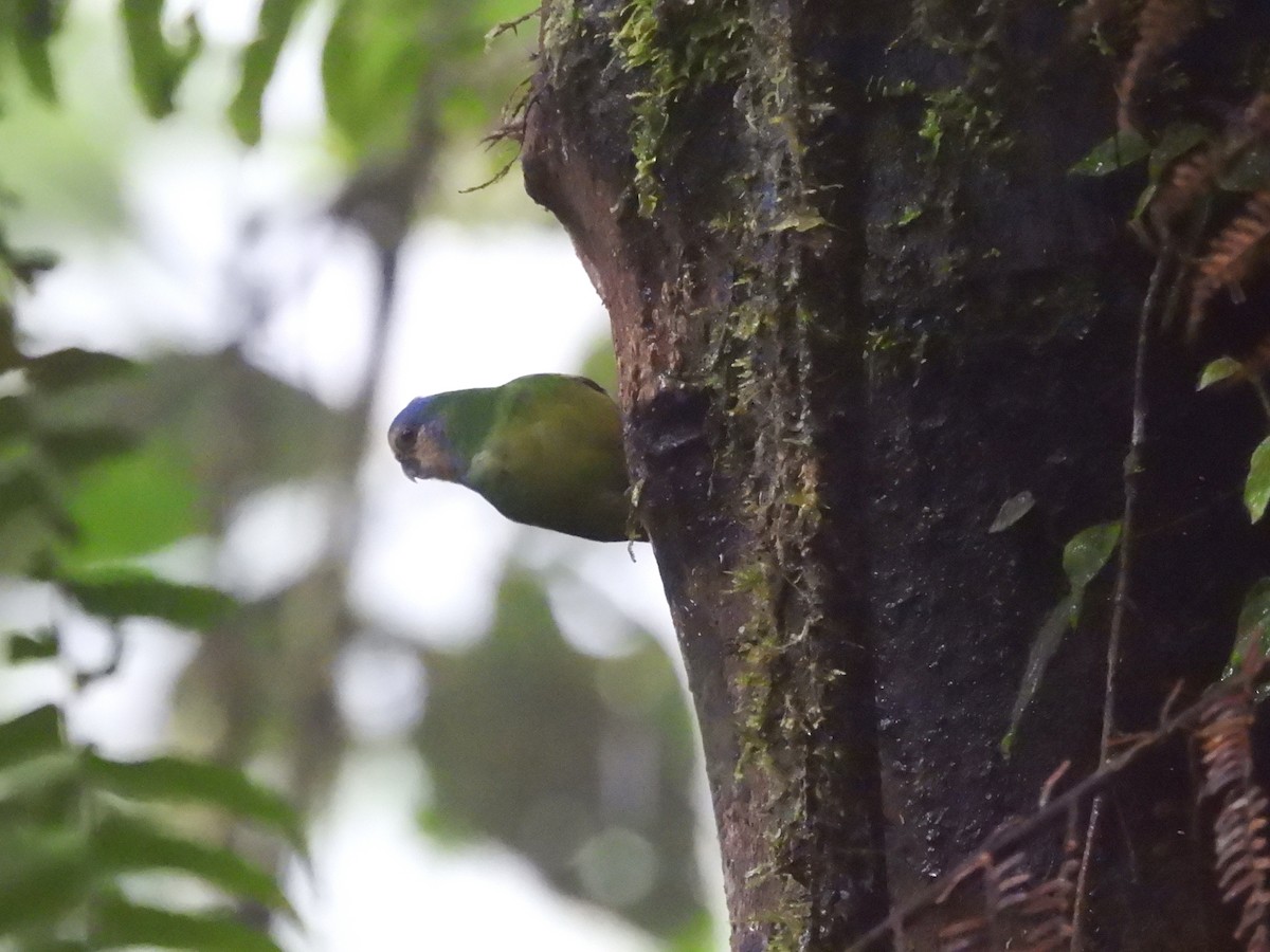 Red-breasted Pygmy-Parrot - ML622474744