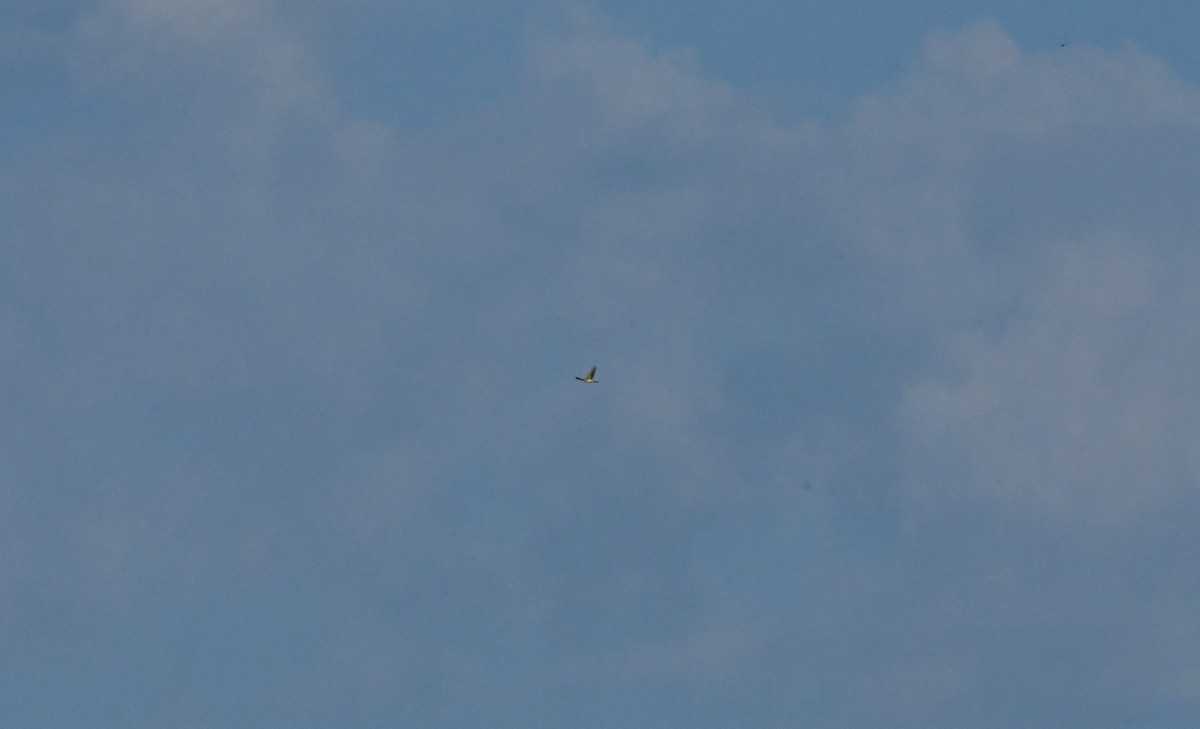 yellow-bellied kingbird sp. - ML622474813