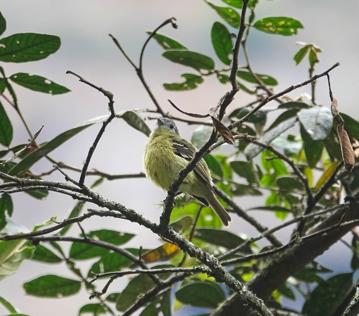 Ashy-headed Tyrannulet - ML622474911