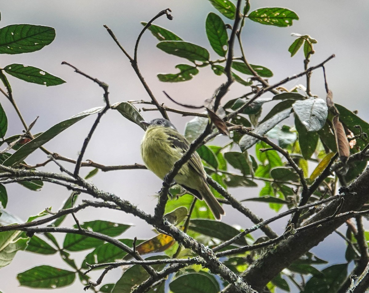 Ashy-headed Tyrannulet - ML622474912