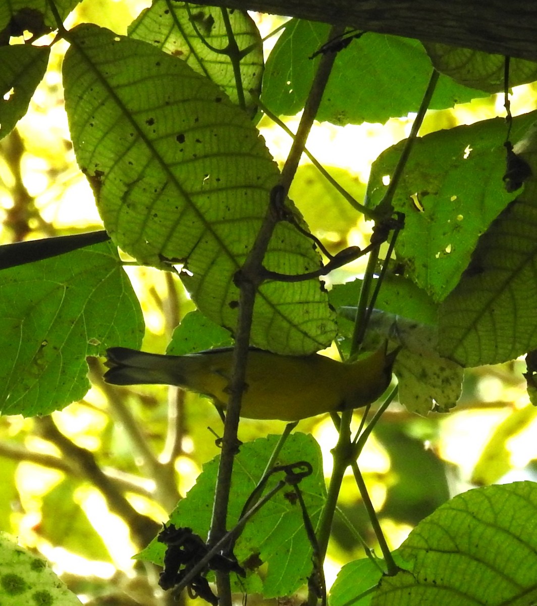 Blue-winged Warbler - Louise Ridlon