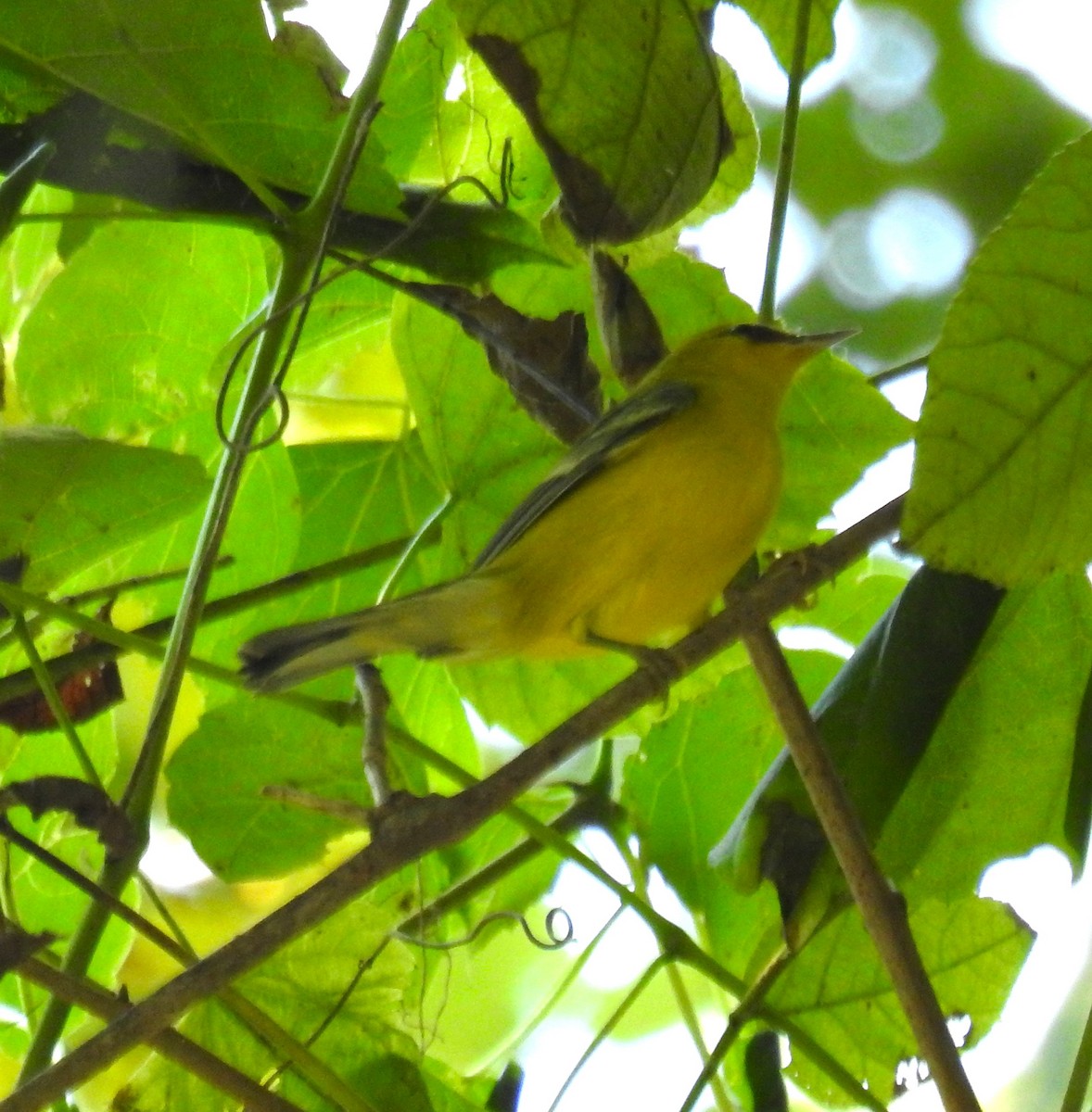 Blue-winged Warbler - ML622474919