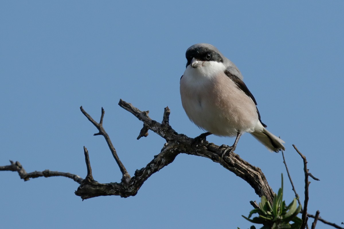 Lesser Gray Shrike - ML622474940