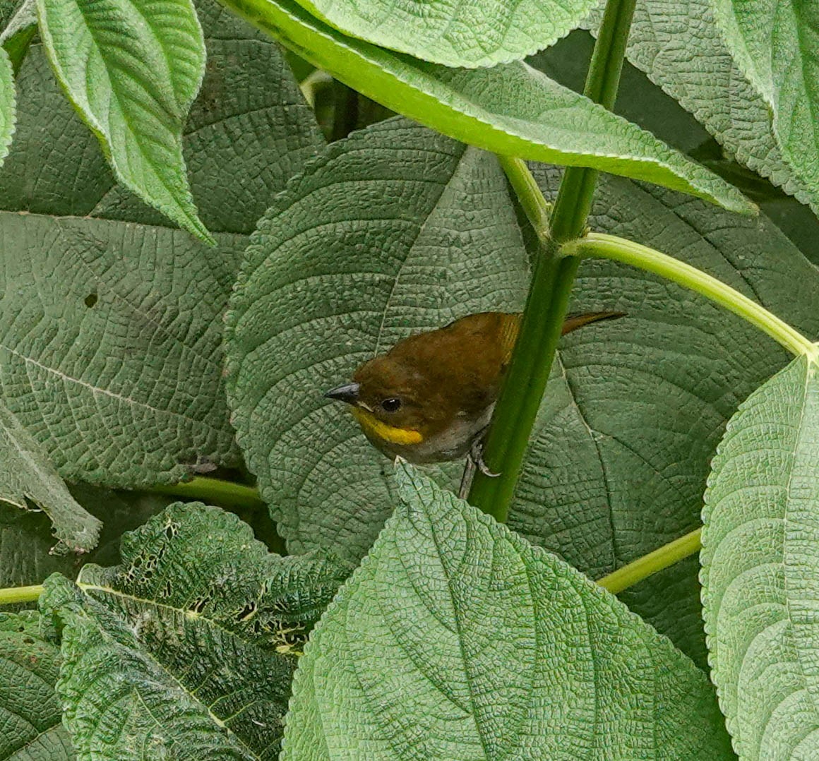 Short-billed Chlorospingus - ML622474946