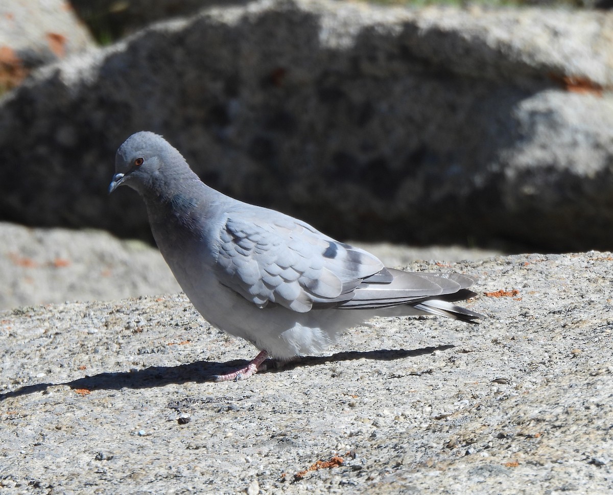 Hill Pigeon - ML622474951